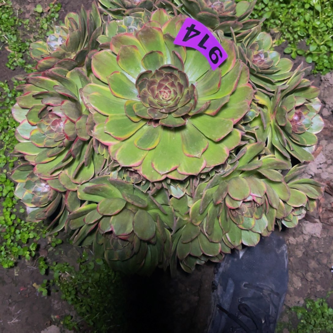 半夏法师26///11包邮