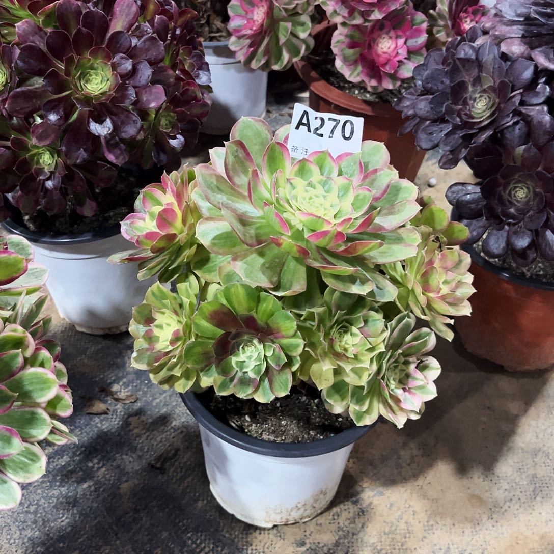 多肉植物玉姿270多肉