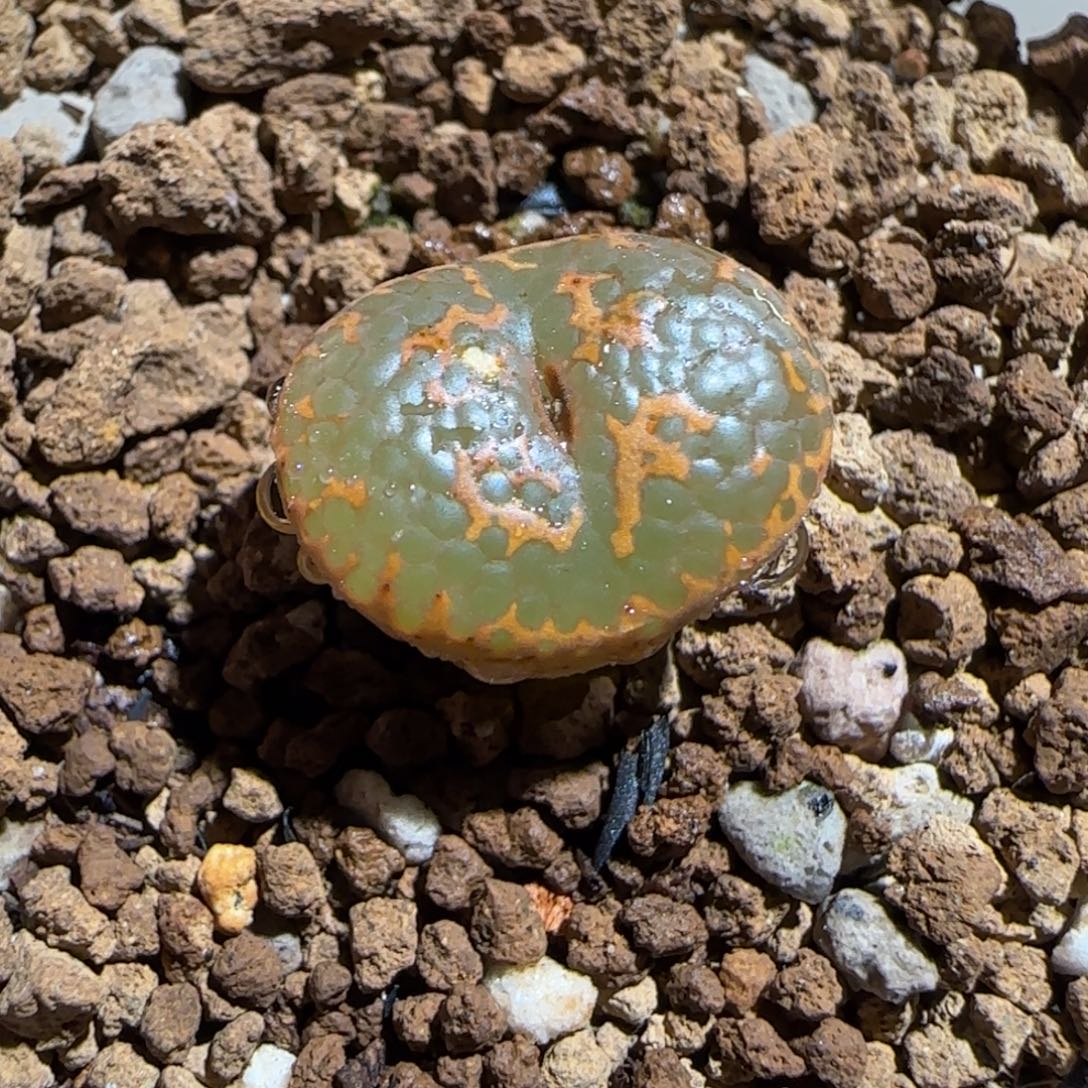 肉锥多肉植物组合-k勋有疤1225