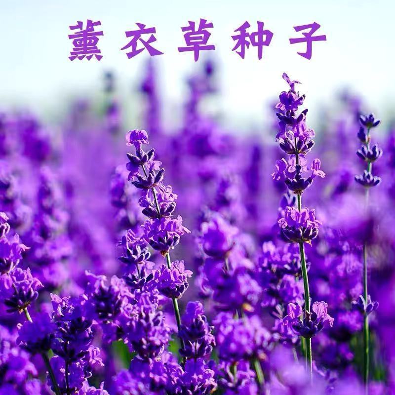 薰衣草种子四季易活多年生薰衣草花种籽庭院阳台盆栽花卉种子