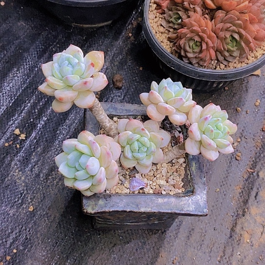 苏***S冷香老桩多肉植物