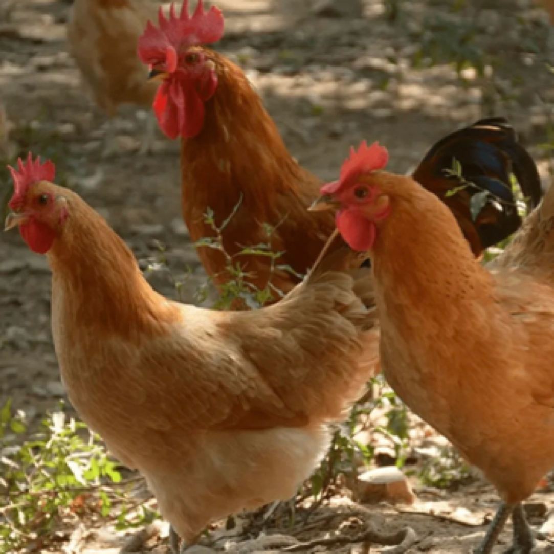 【改价专用】改价专用  顺丰包邮