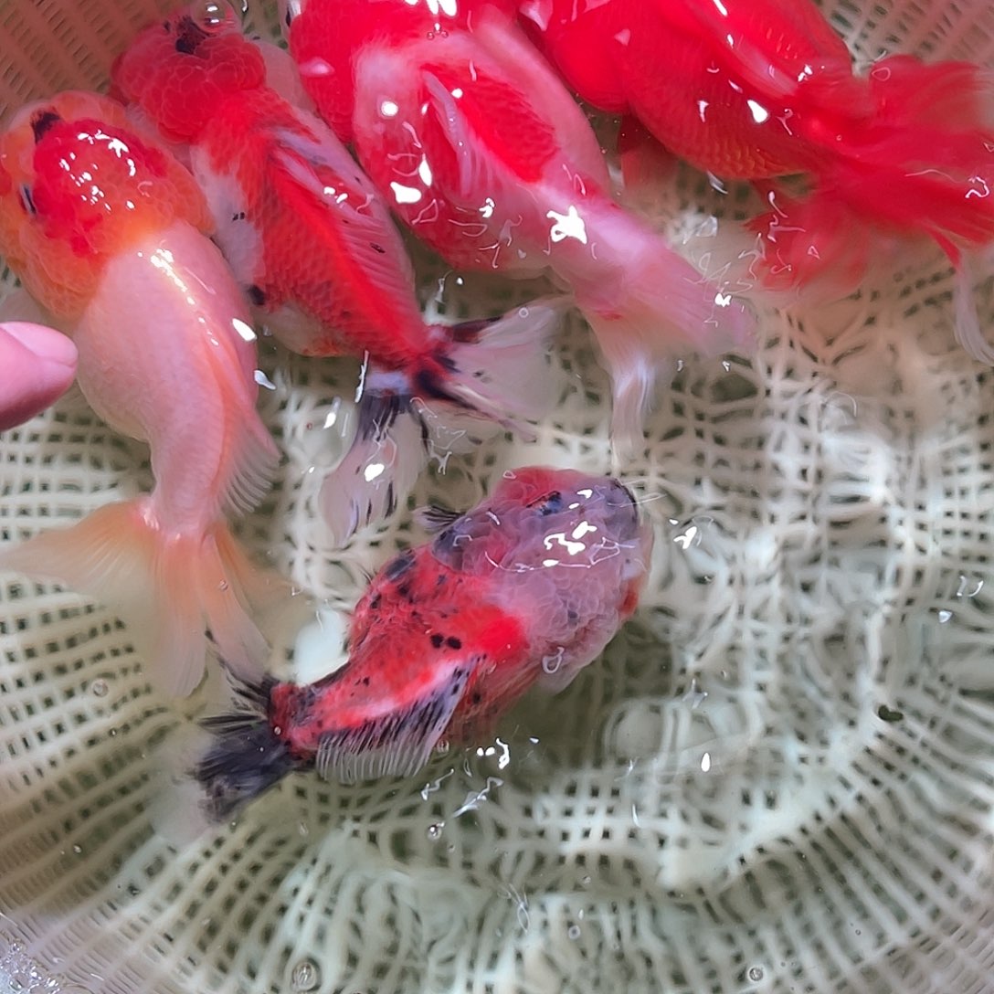 小***爷海水鱼80块四条送一条备损