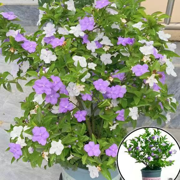 鸳鸯茉莉双色茉莉特大型老桩法国香水驱蚊阳台庭院盆栽