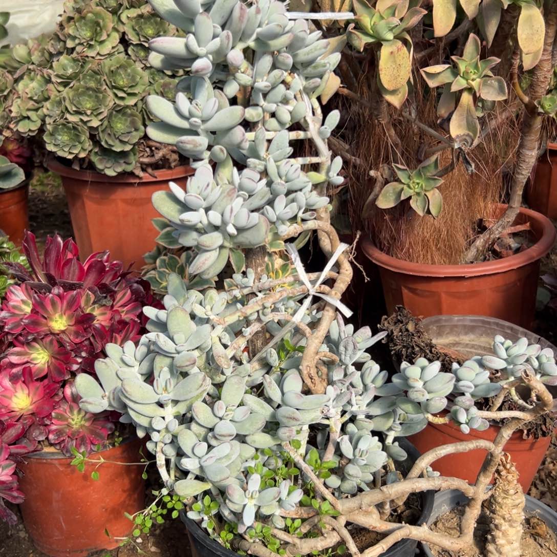 多肉植物大颗乒乓福娘