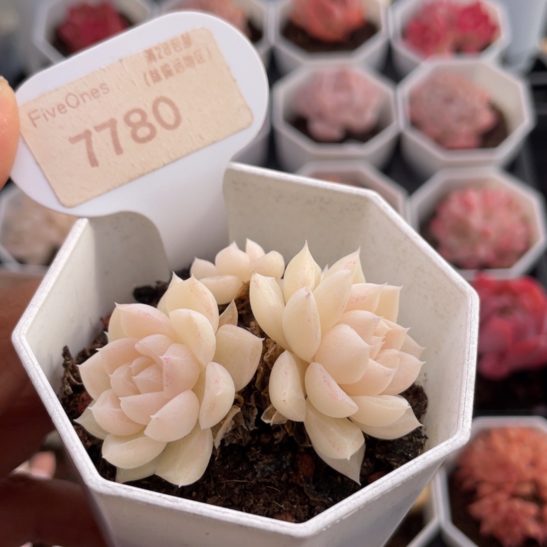 白天鹅7780-5.0厘米