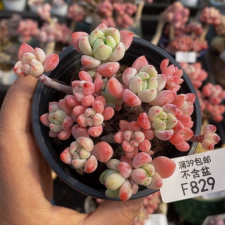 小粉梅7cm829多肉
