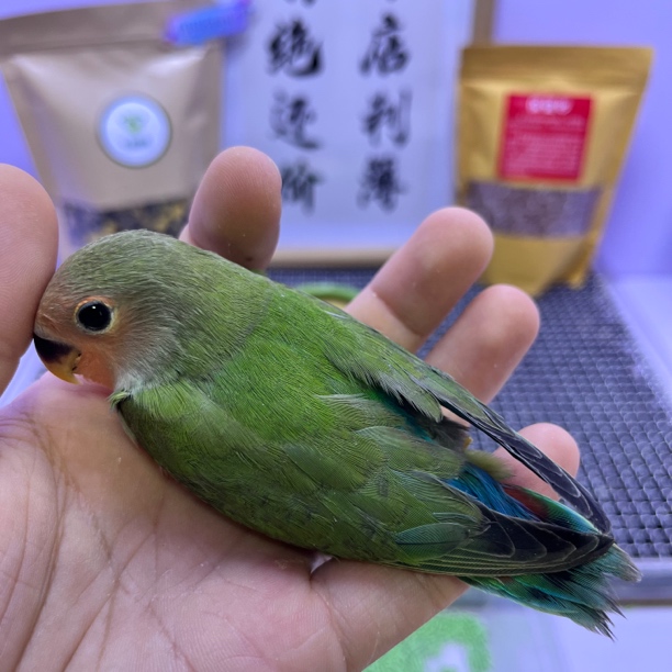 精品绿桃公K98723-桃面鹦鹉