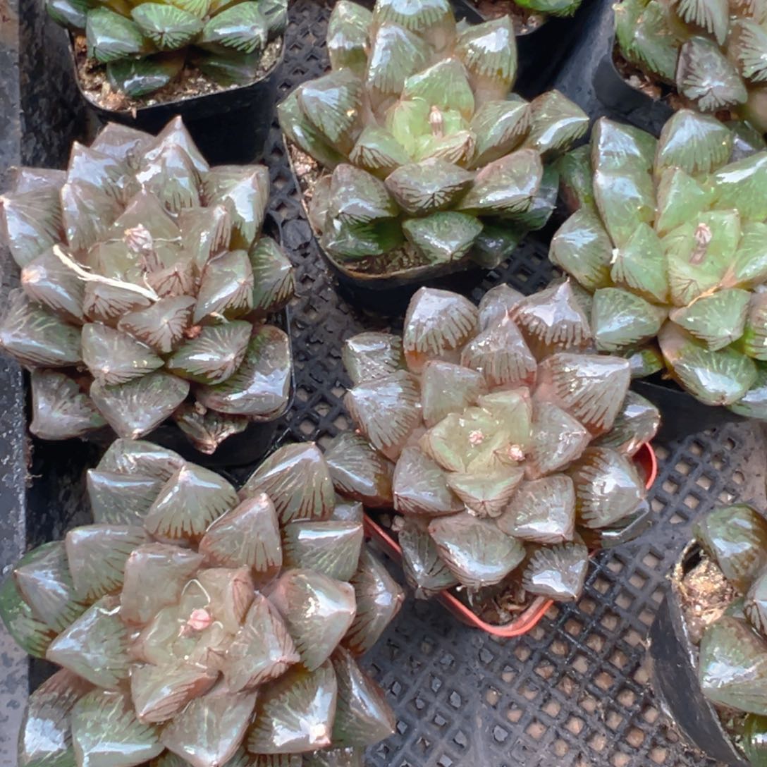 赤焰寿多肉多肉一颗