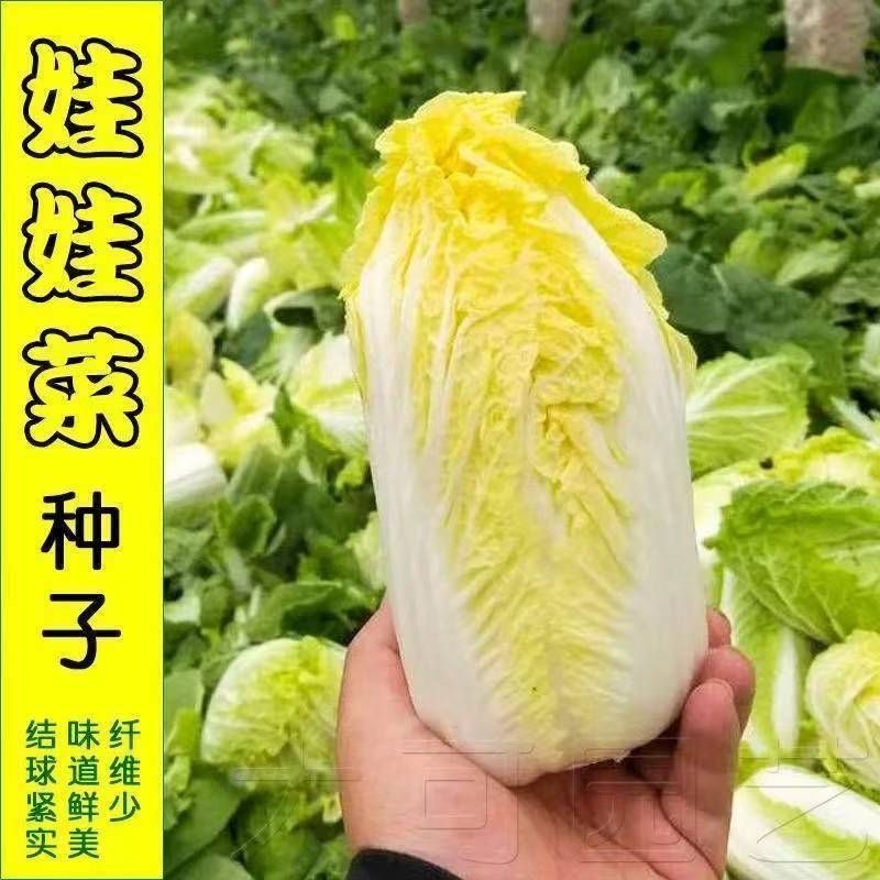 【全店满5元包邮】娃娃菜种子耐寒蔬菜种子黄心菜小白菜阳台庭院种