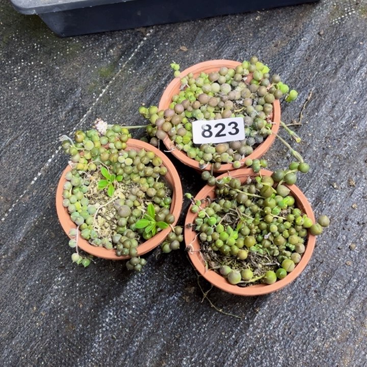 823珠珠一物一图如图