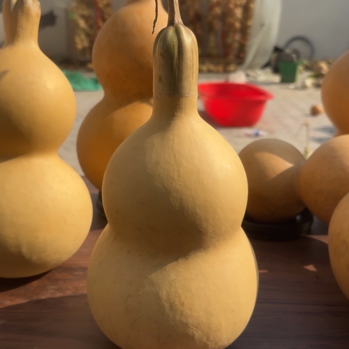 咕噜胡句gtjtgtjtgttjj