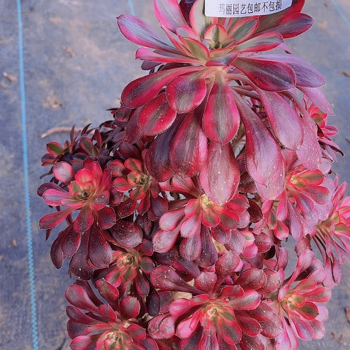 【闪购商品】招*喵537香奈儿2-12