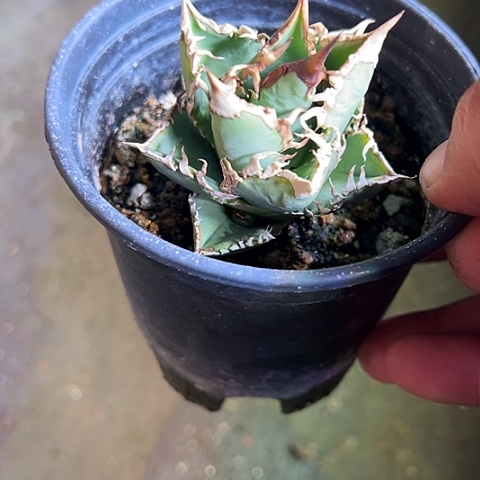 霍***嚯巨齿鲨仁王冠植物
