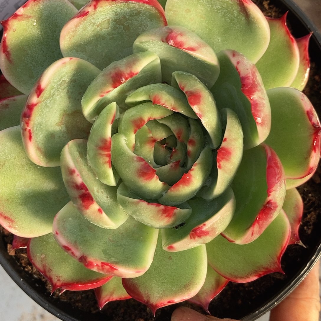 128 一物一拍不退不换