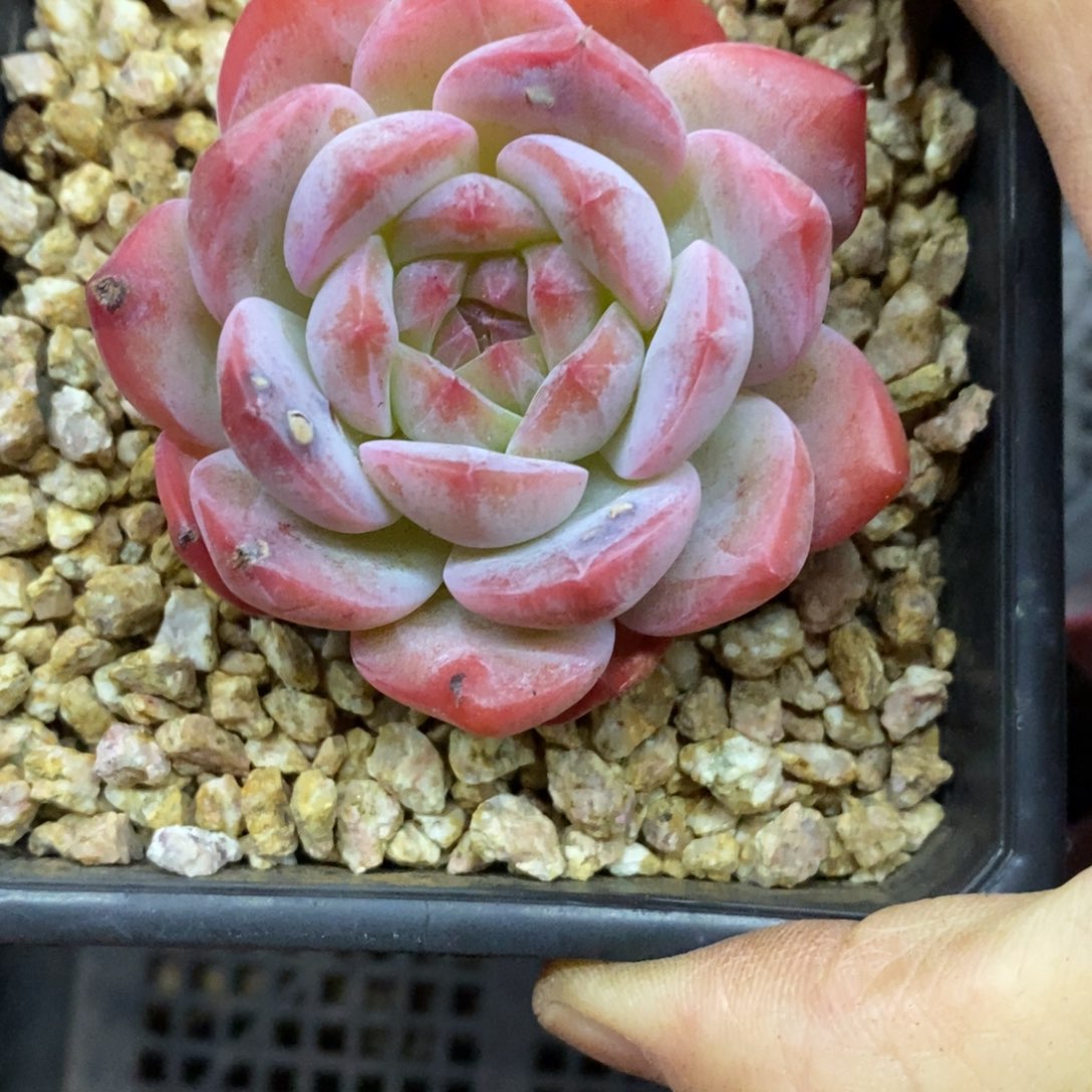 精品多肉一物一拍不包整239