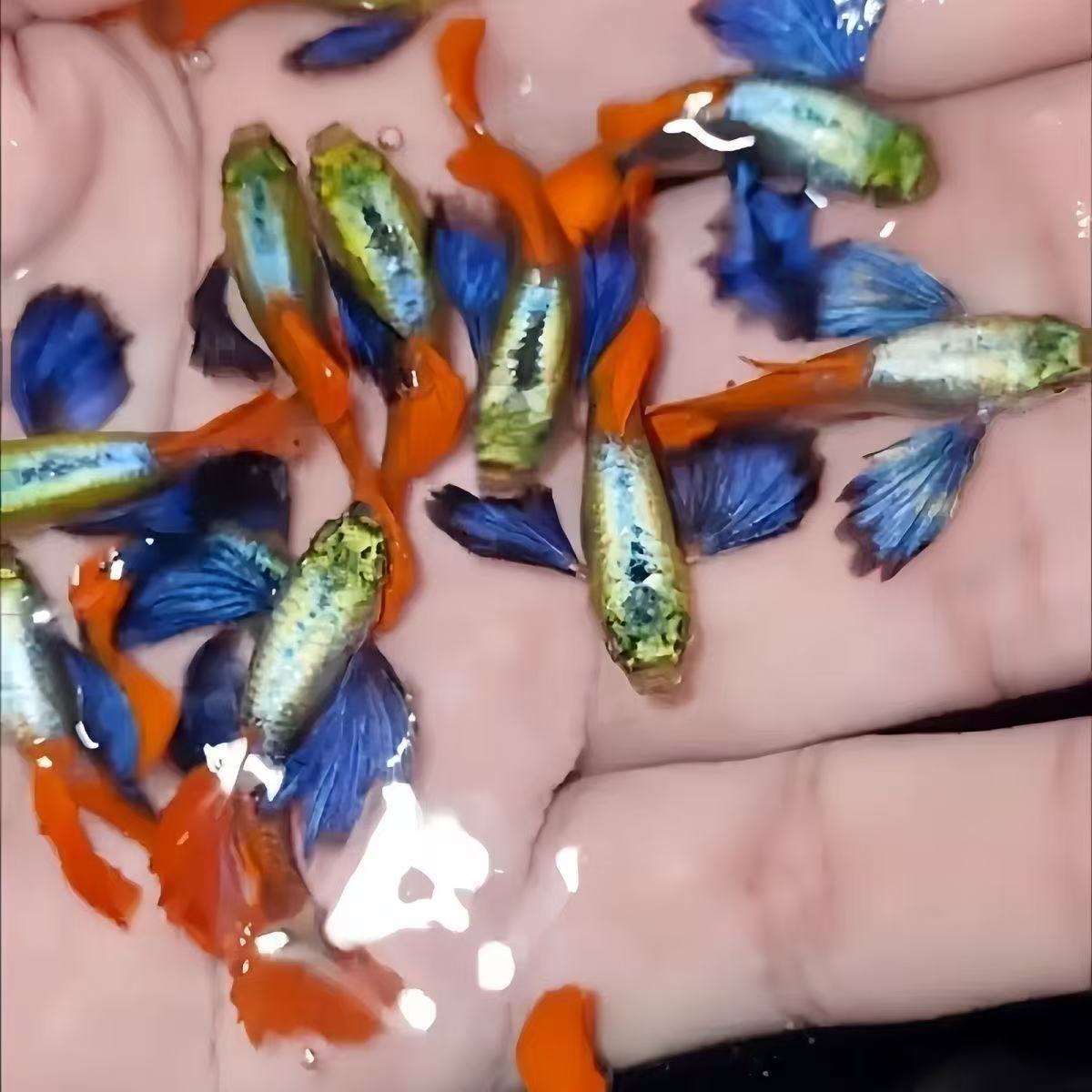 白金红尾孔雀鱼观赏鱼小型热带鱼活体淡水好养耐活适合新手