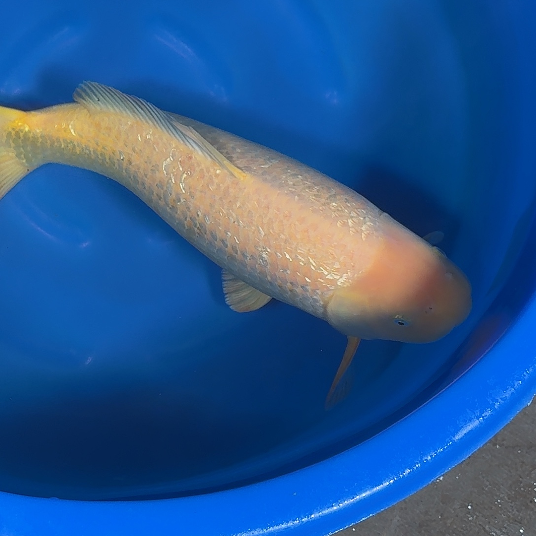 平***心锦鲤银麟sharing介子