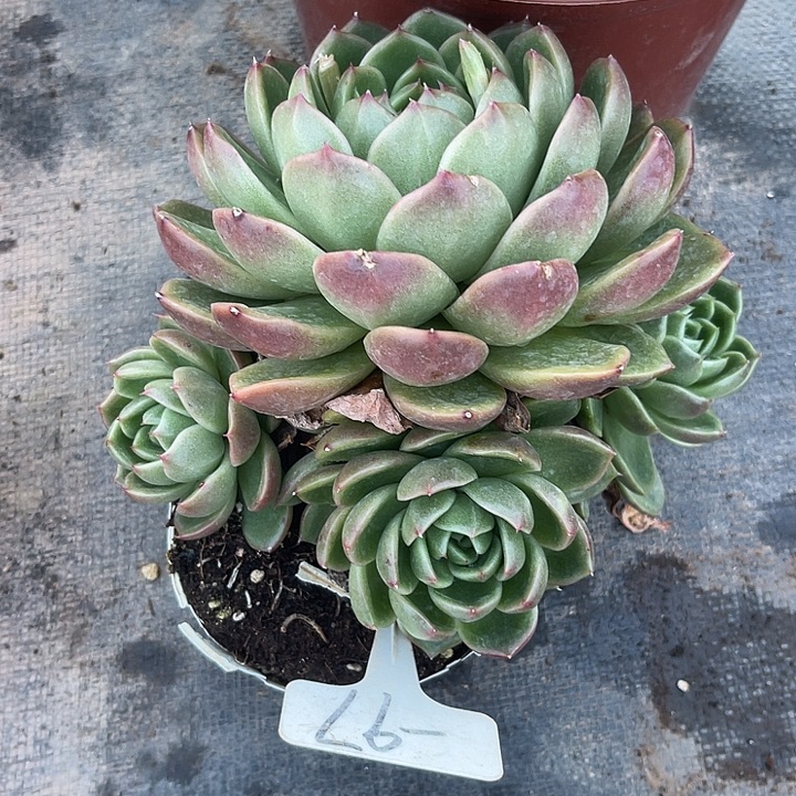 两单包邮，一物一拍，97白玫瑰