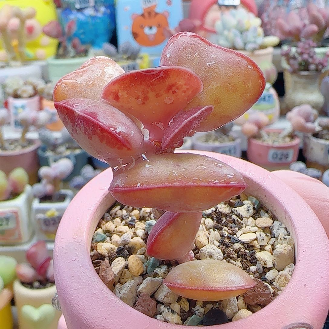 L爱心水泡 盆口4cm