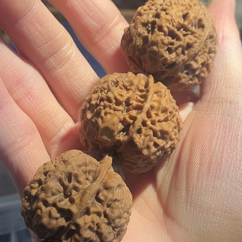 文玩核桃把件开山祖师三只35带彩