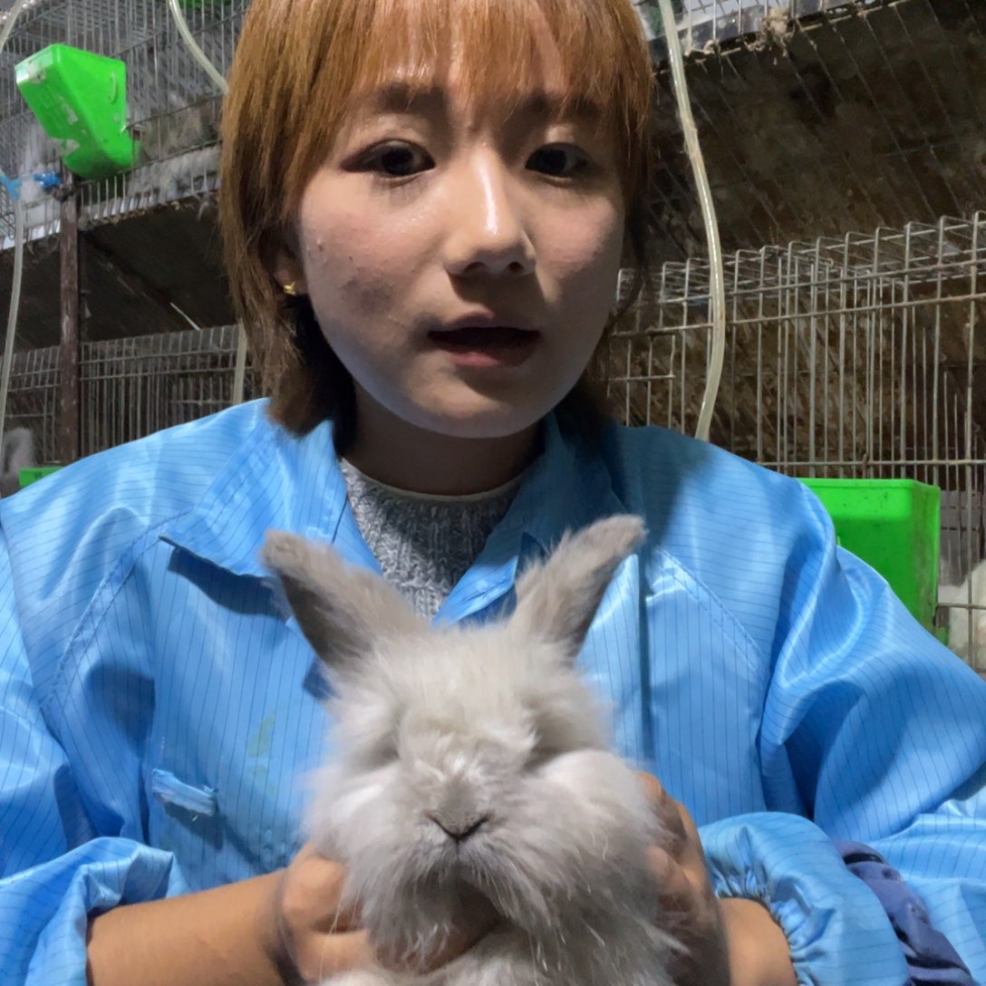 淇***淇双血统英系安哥拉兔子