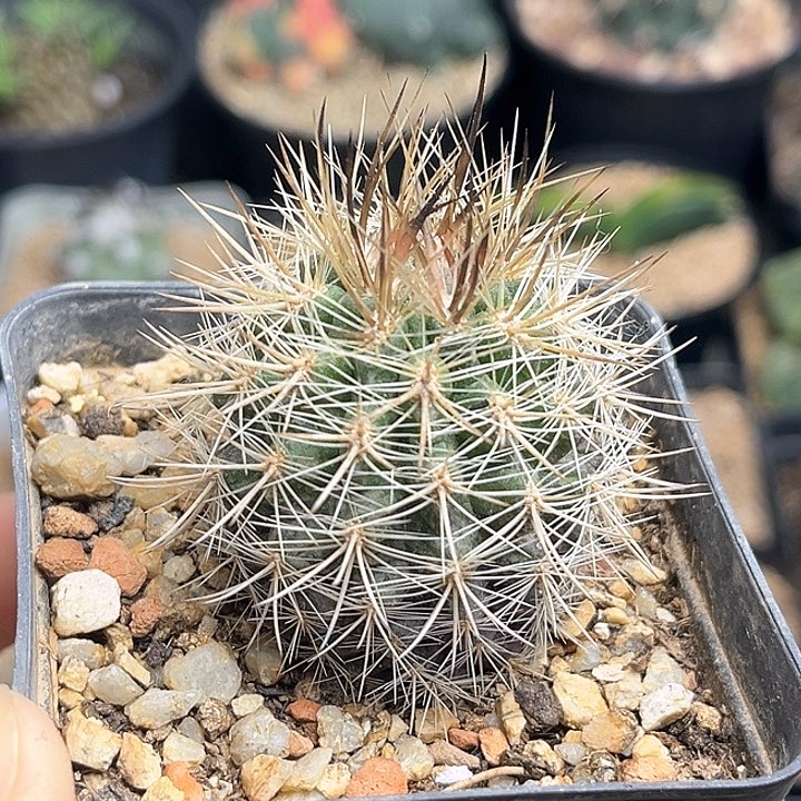 智力球属实生球一颗一物一拍