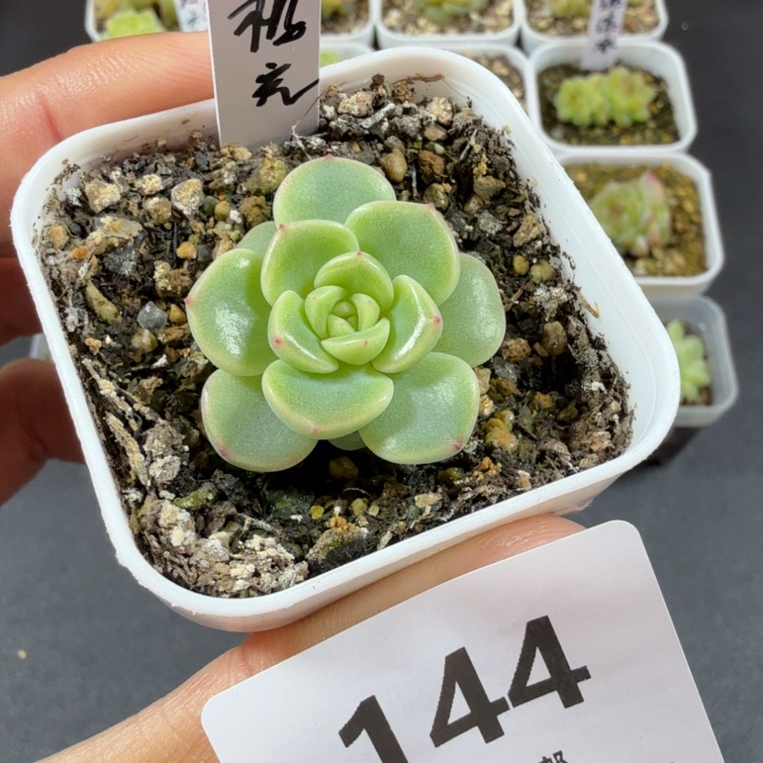 甜心极光一物一拍144