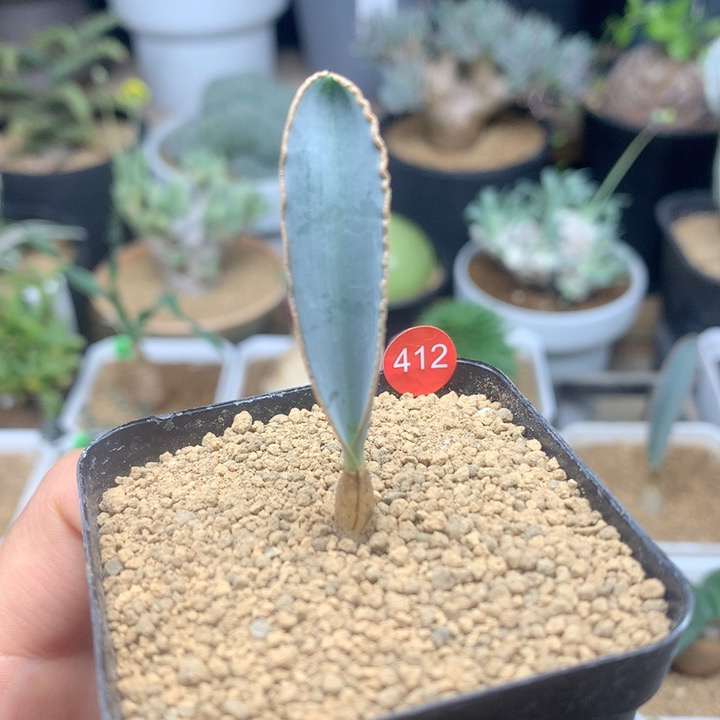 蛞蝓弹簧草母本脱土