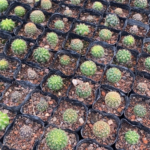 丽花8颗育苗杯开花漂亮