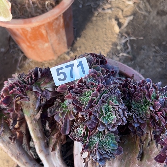 爱***型多肉植物一个欧嘉莉没根