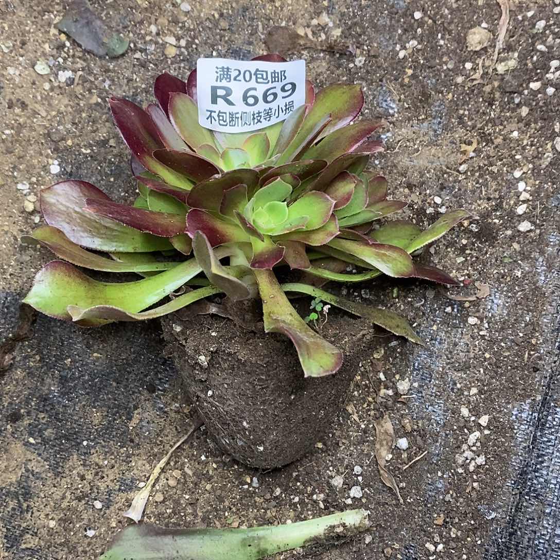 669韶羞七彩多肉法师锦