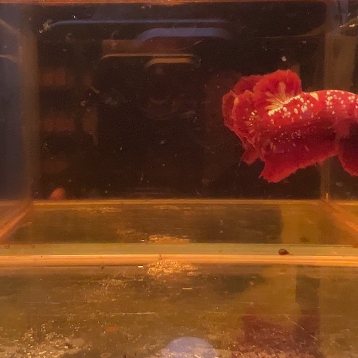 斗鱼跑单拉黑21日52