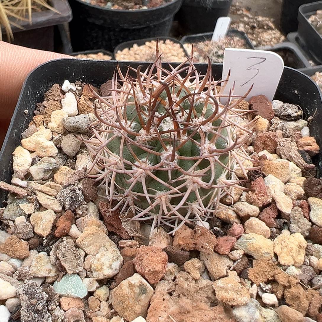 逆豹丸子播实生，仙人球2.8厘米