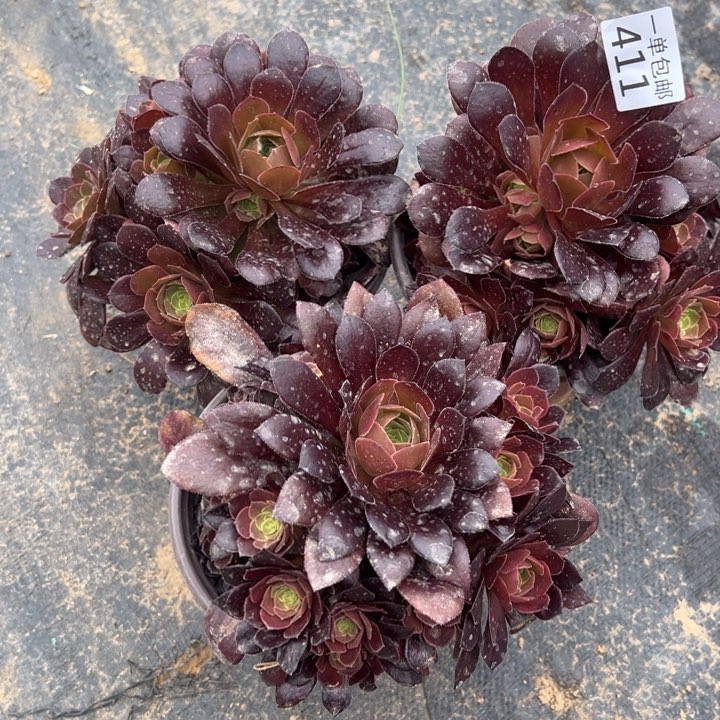 411荷兰玫瑰3颗手捧