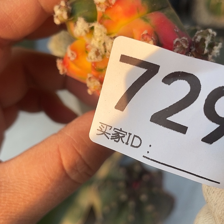 仙人球鸾锦729号一个
