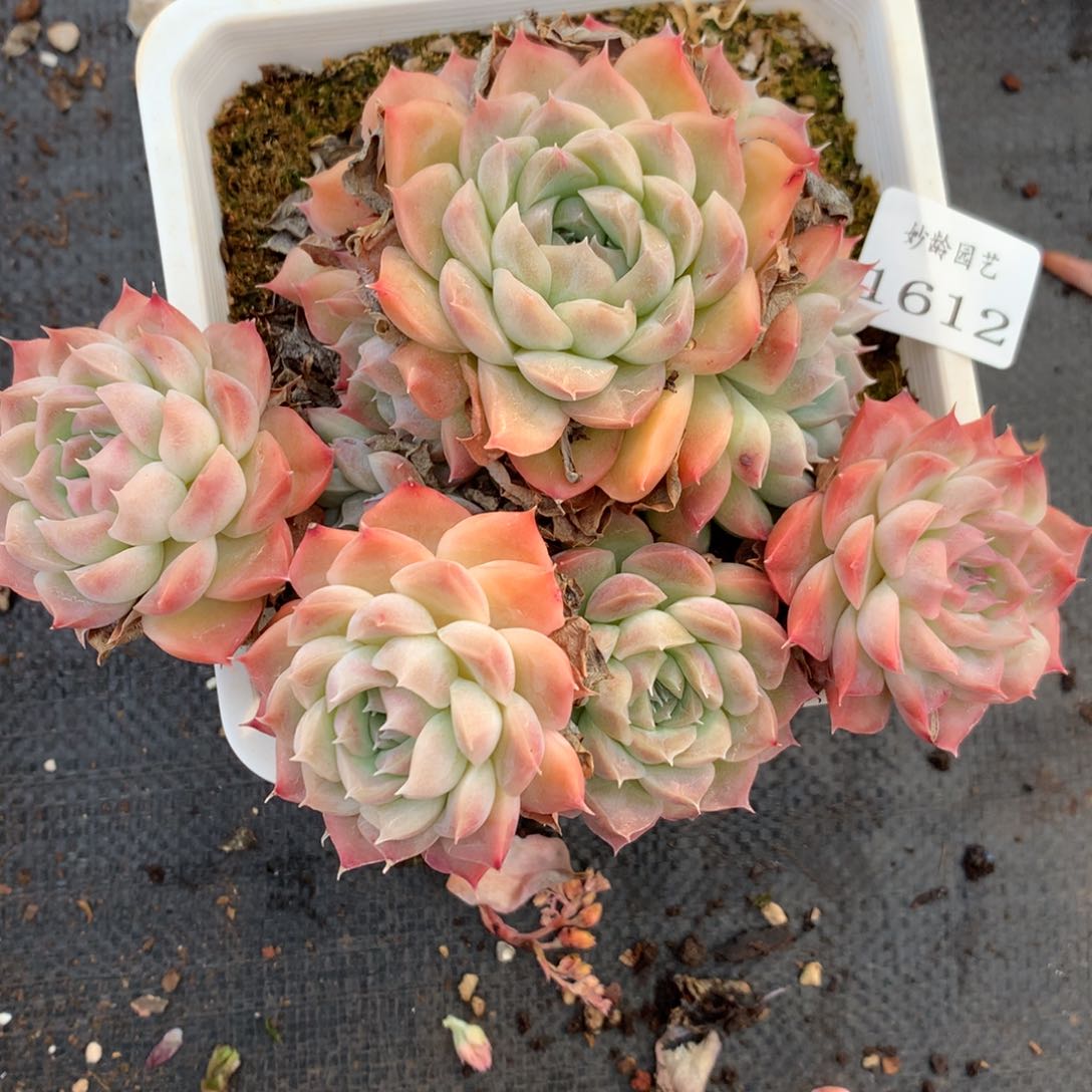 1612杂交多肉植物