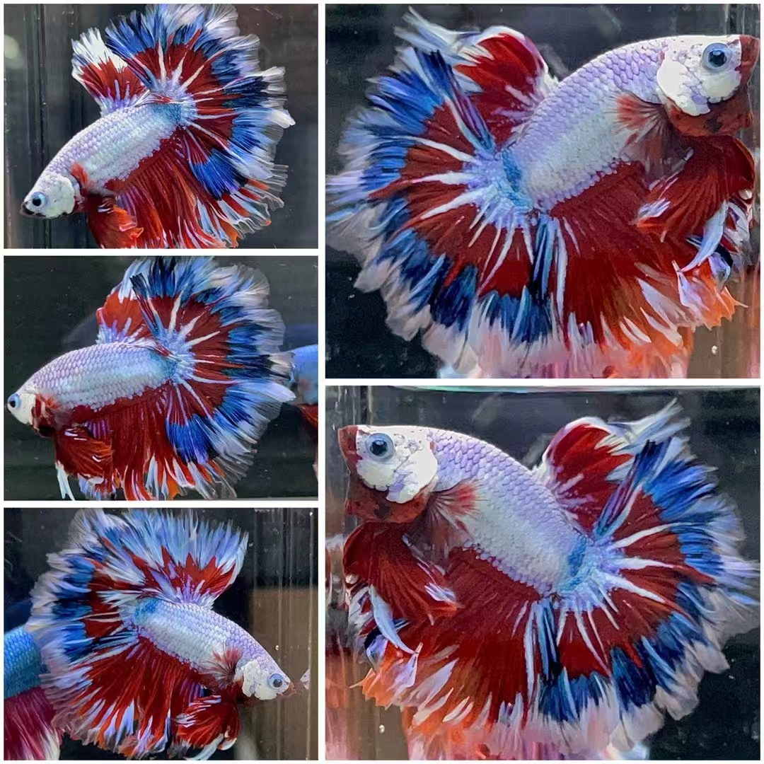 （第9版）直播选鱼203~231泰国斗鱼懒人网红宠物仙女款半月超美斗鱼