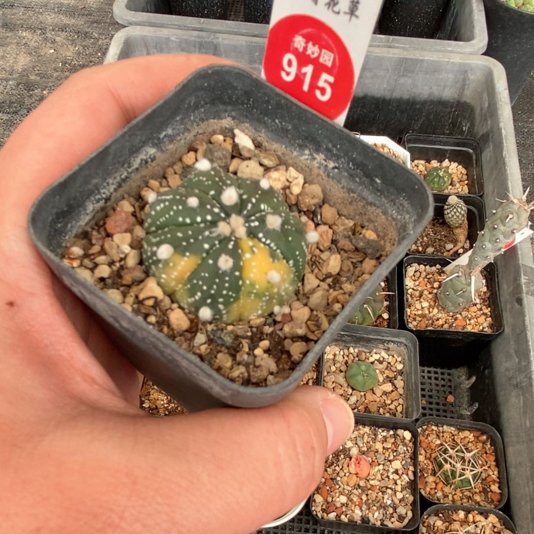 实生高绒星兜锦一颗3.2cm