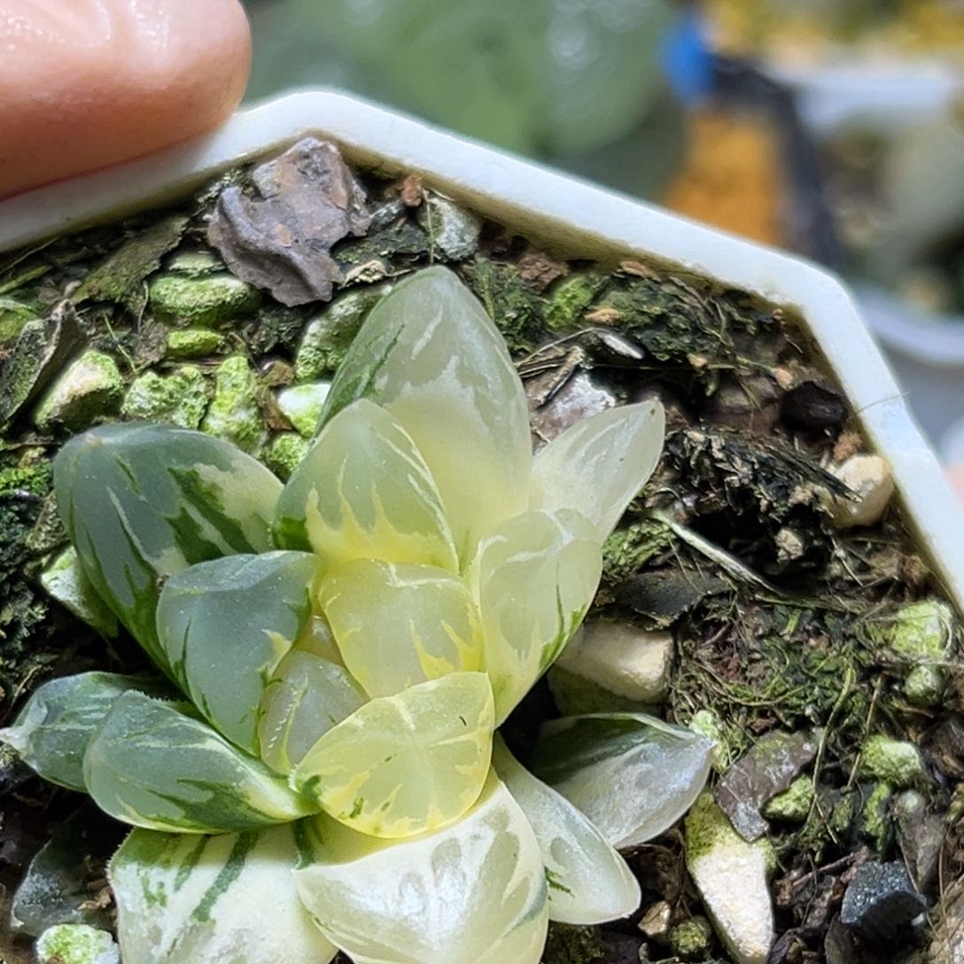 恭喜发财大吉大利872