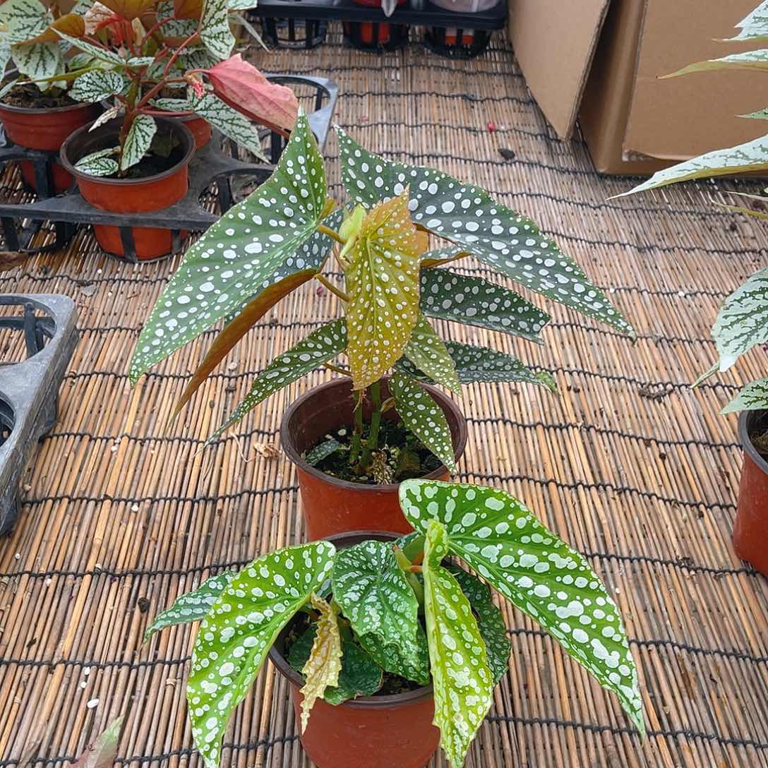 完全开放白冰，胡安妮塔