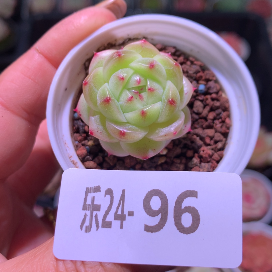 乐然24-96 新品珍妮 