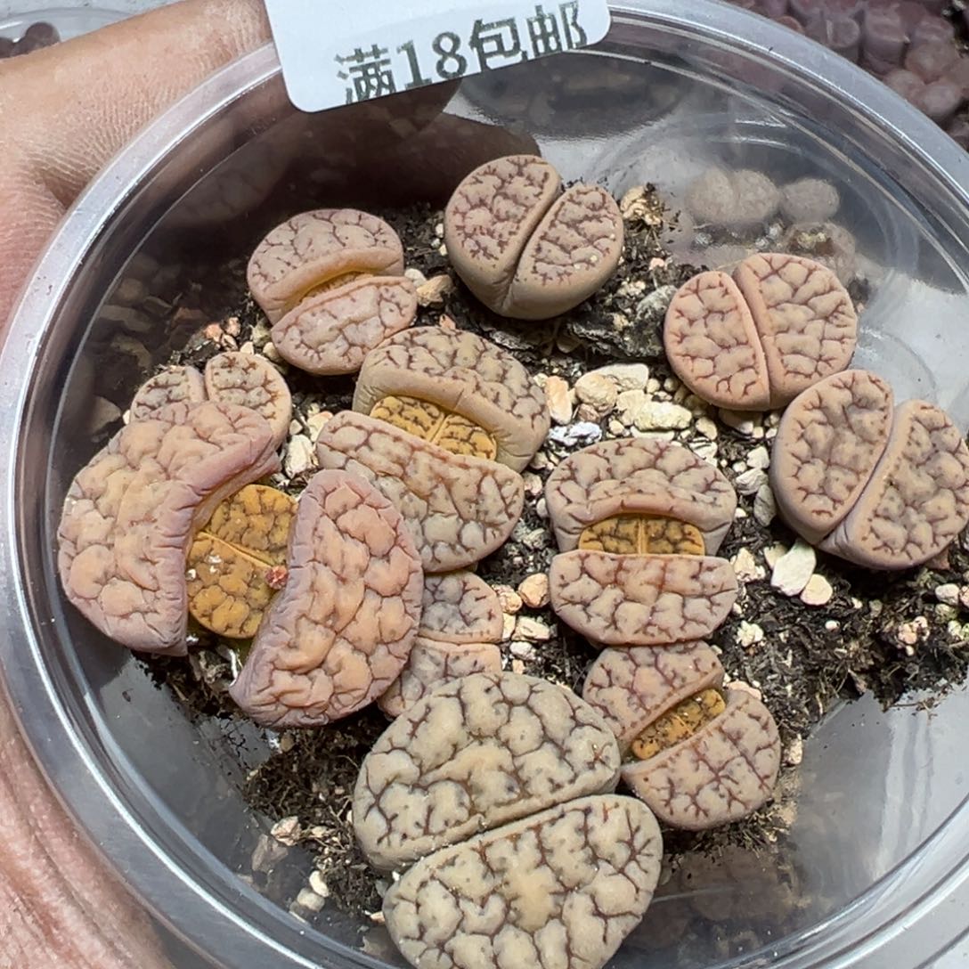 【闪购商品】 156。   