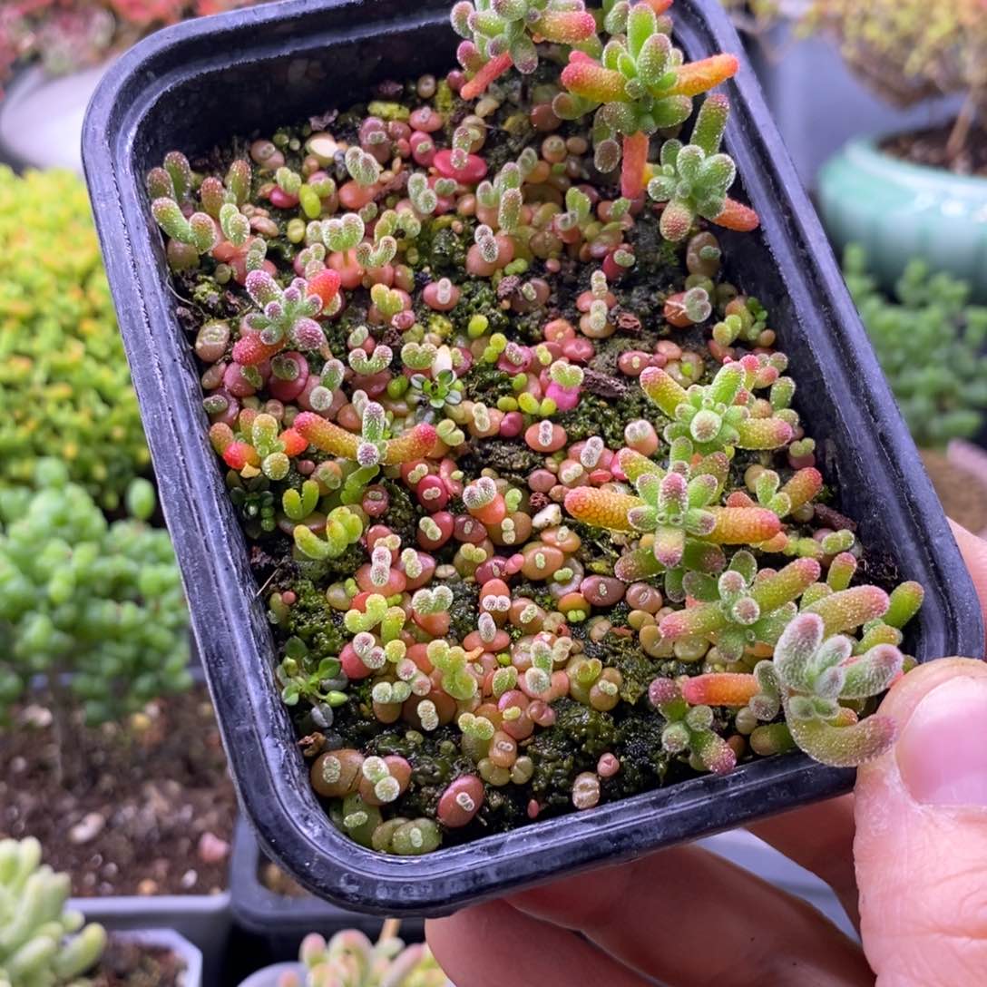 R**y187混合小苗。    