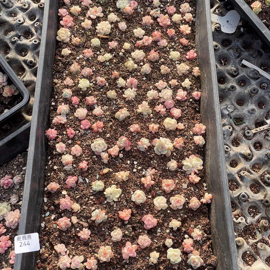 仙***花244。定。               