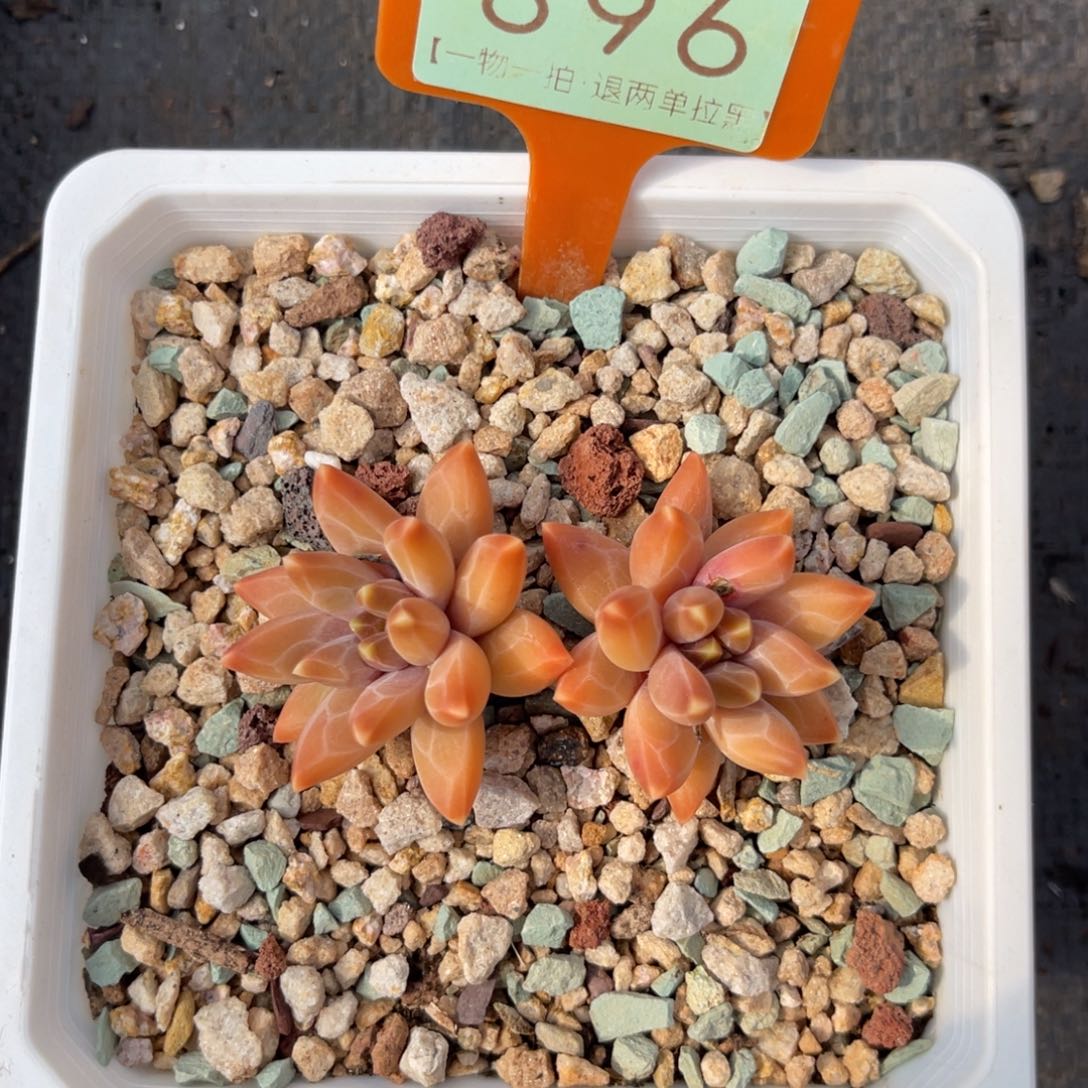 云尘多肉一物一拍896