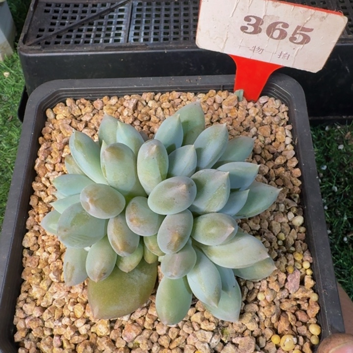 V***7365多肉植物一物一拍
