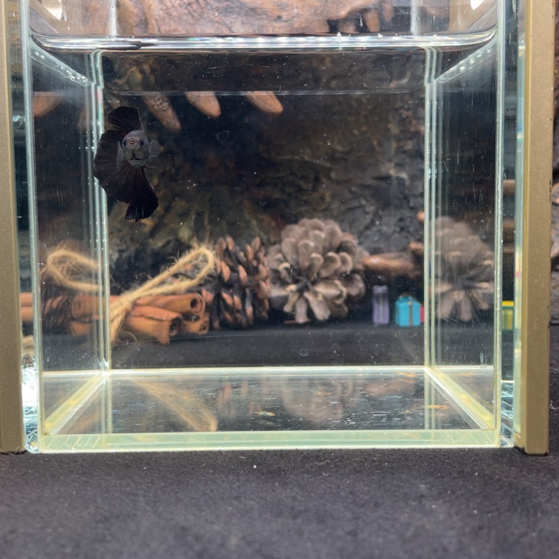 斗鱼十二月十一日竞价母鱼