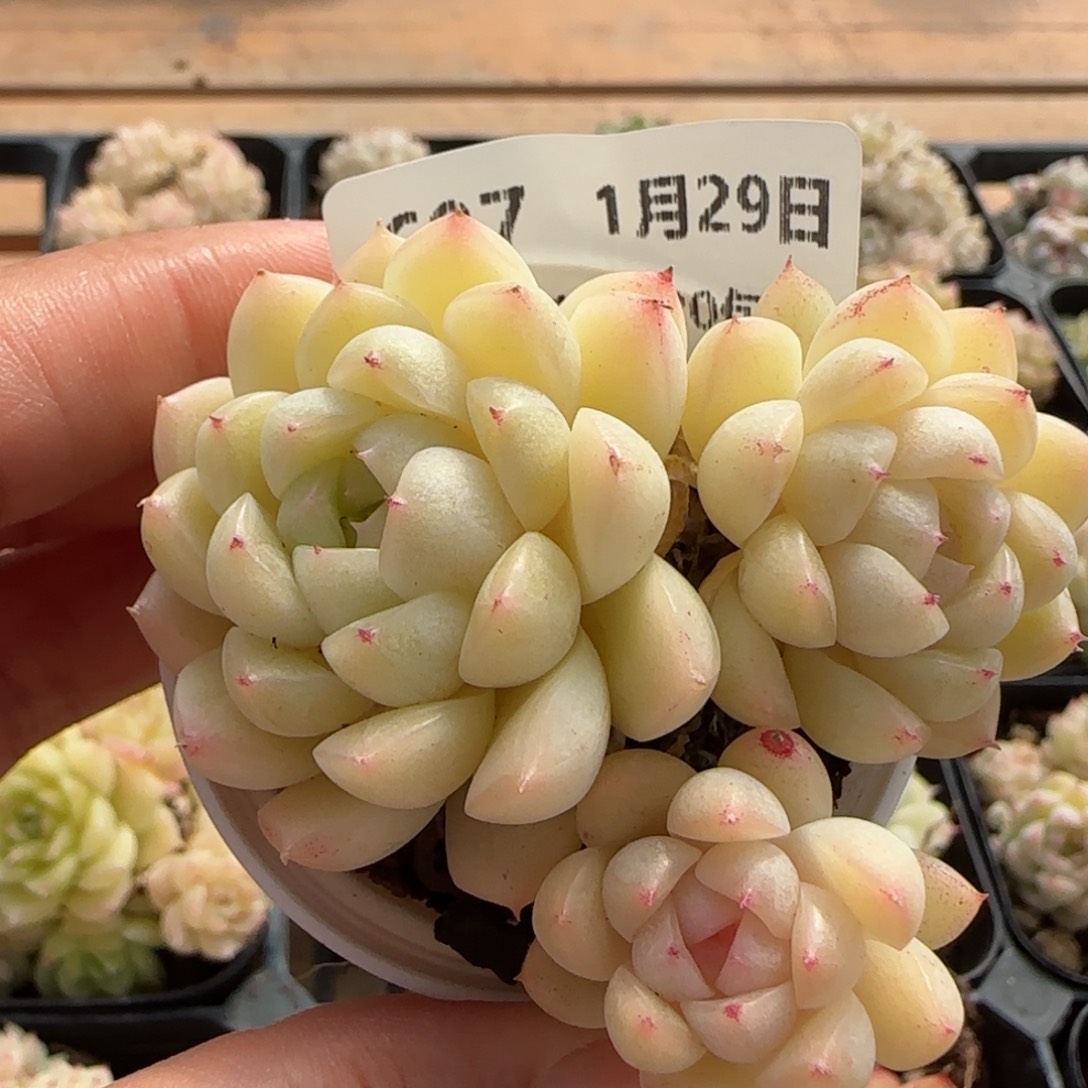 花语逸镜0129-697