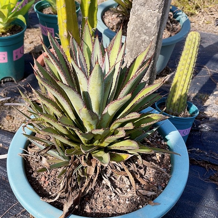 熙***）完全开放血统裸根发货